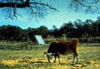 Pasture Power System